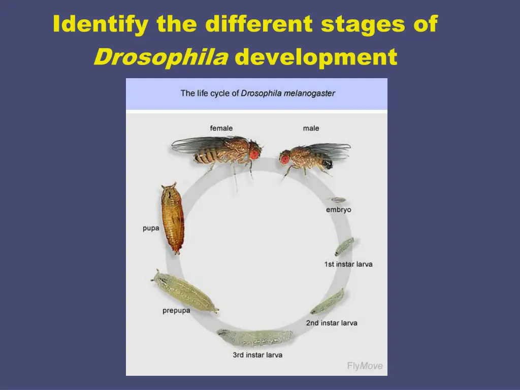 identify the different stages of drosophila