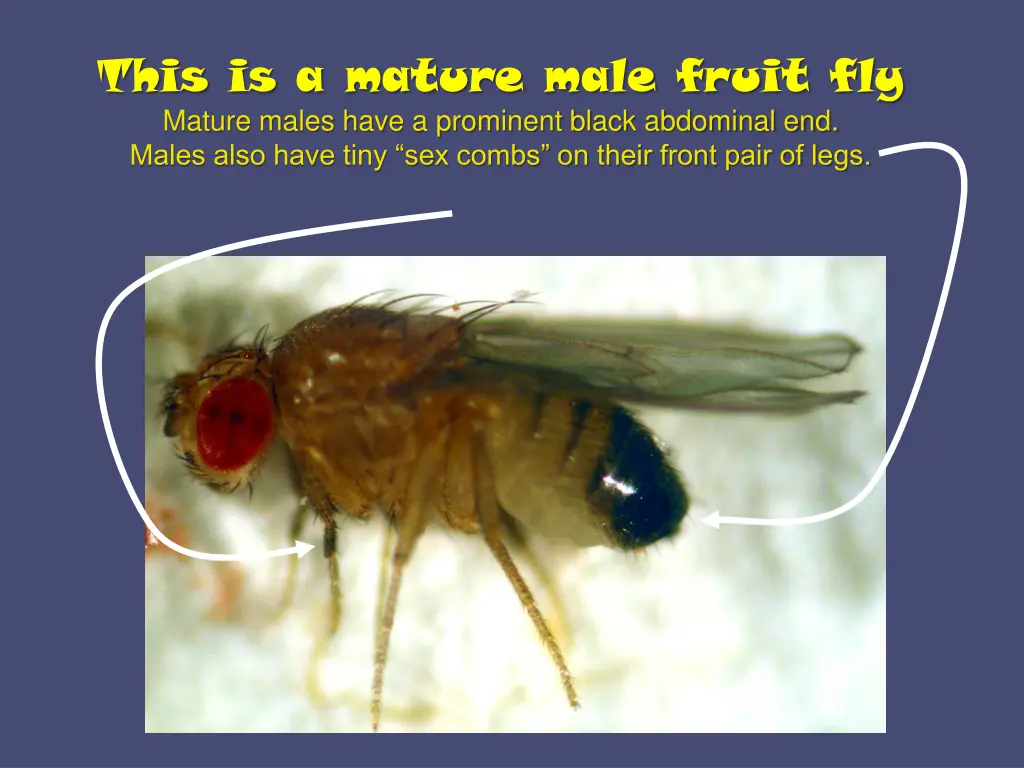 this is a mature male fruit fly mature males have