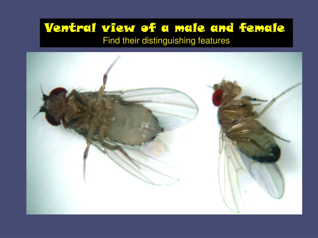 ventral view of a male and female find their