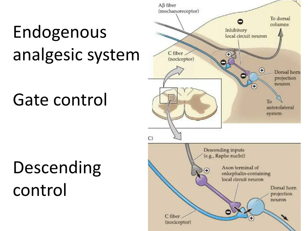 endogenous analgesic system