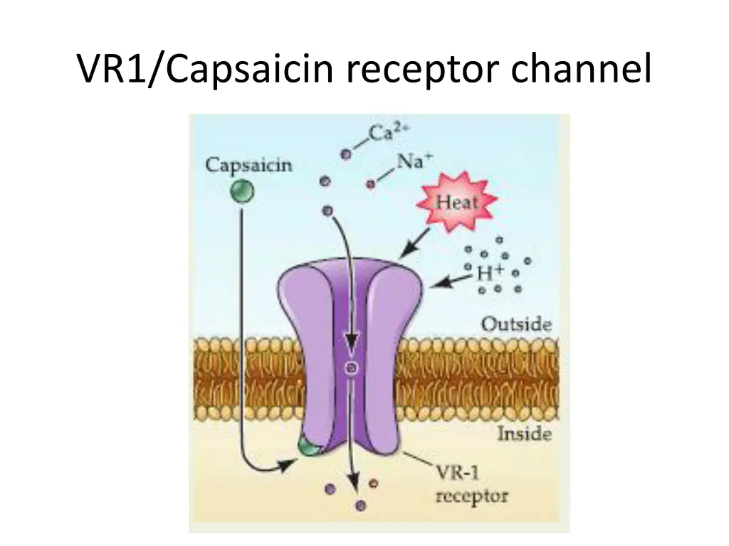 vr1 capsaicin receptor channel