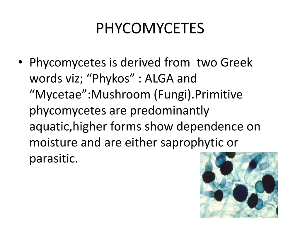 phycomycetes