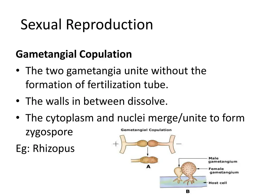 sexual reproduction 3