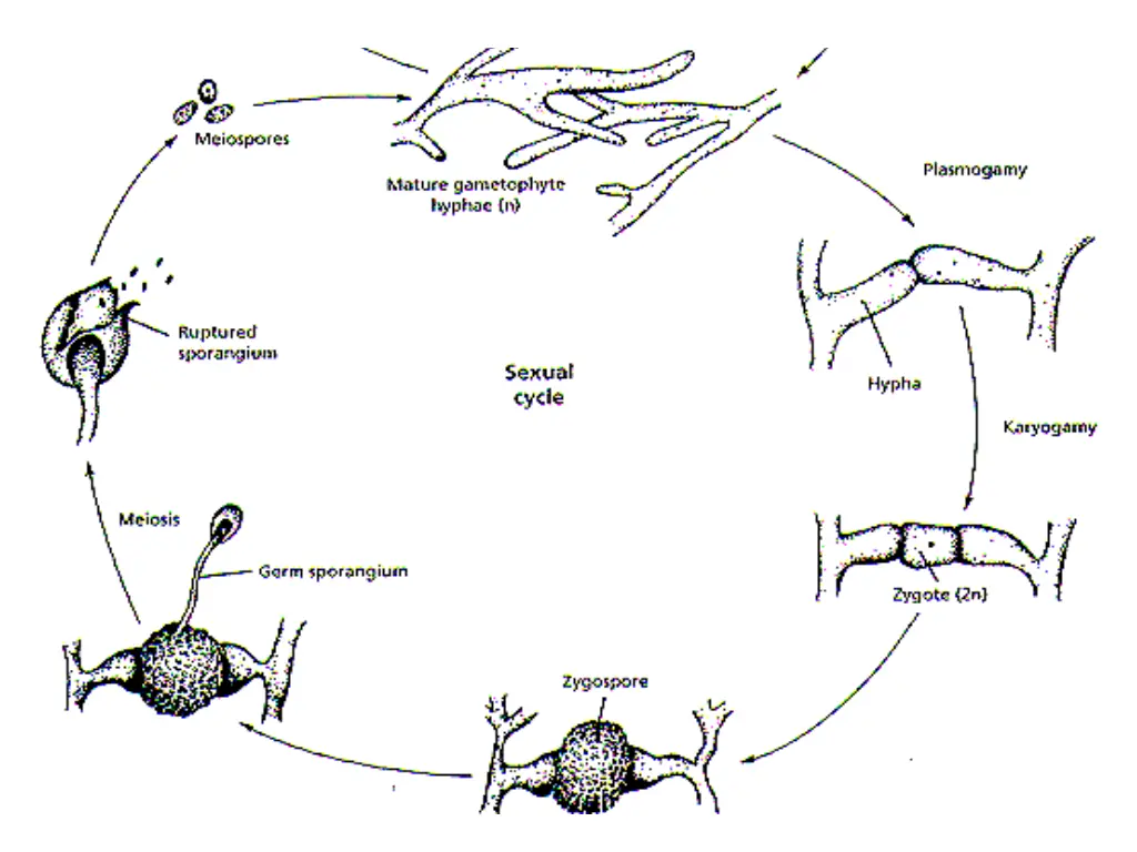 slide21