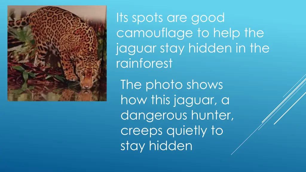 its spots are good camouflage to help the jaguar