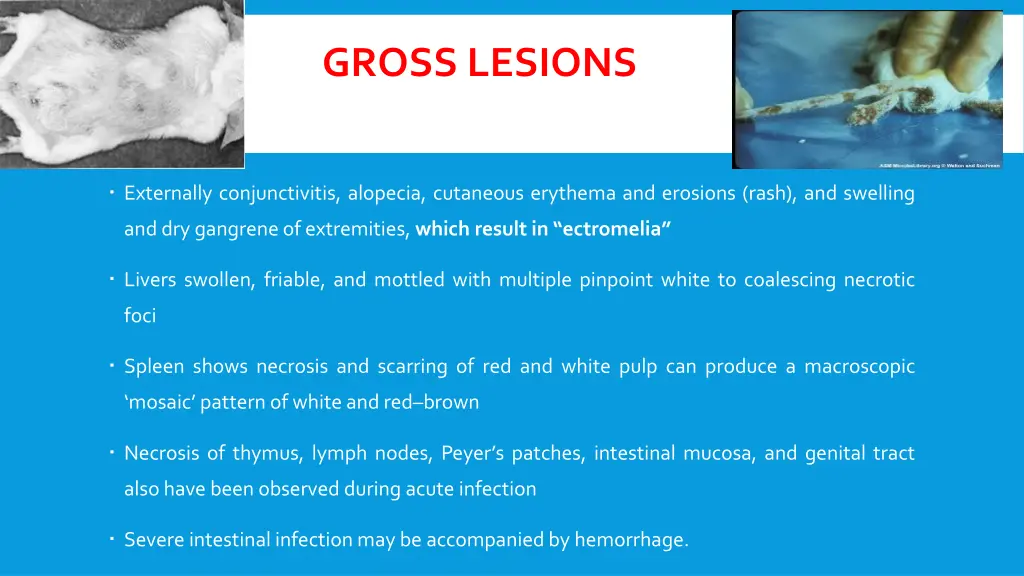 gross lesions