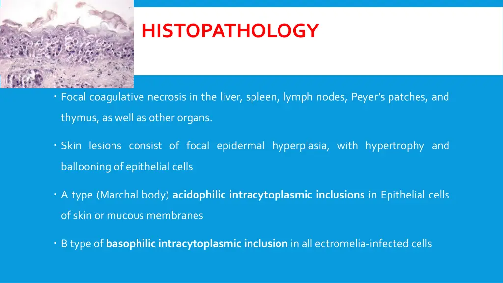 histopathology