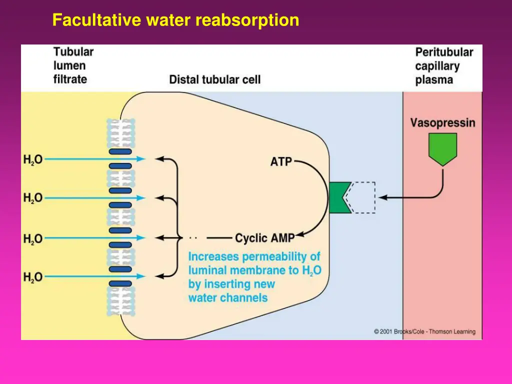 facultative water reabsorption