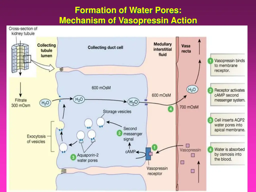 formation of water pores mechanism of vasopressin