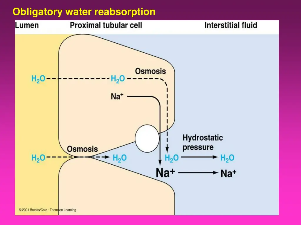 obligatory water reabsorption