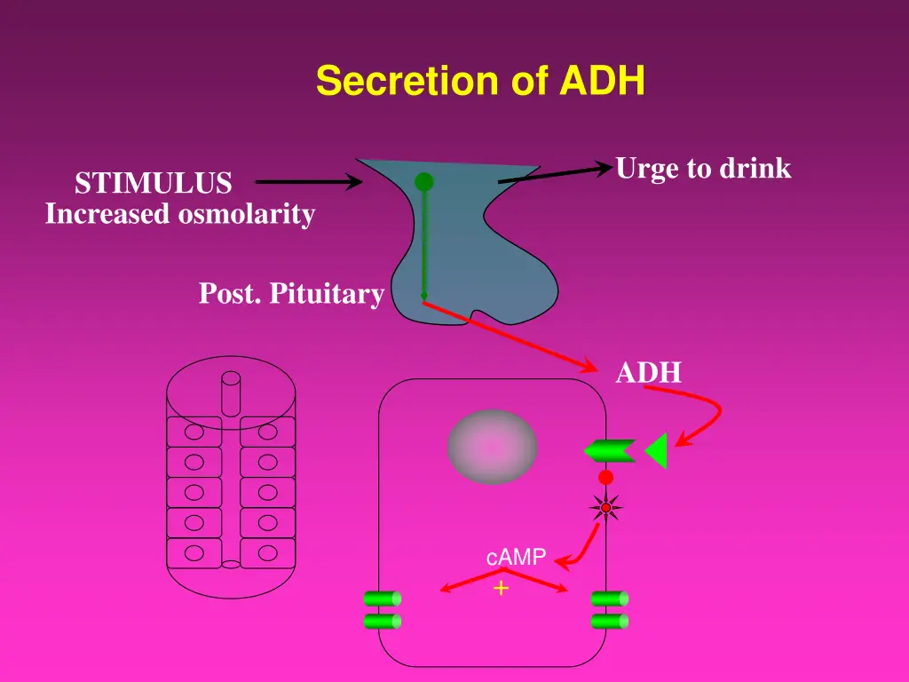 secretion of adh