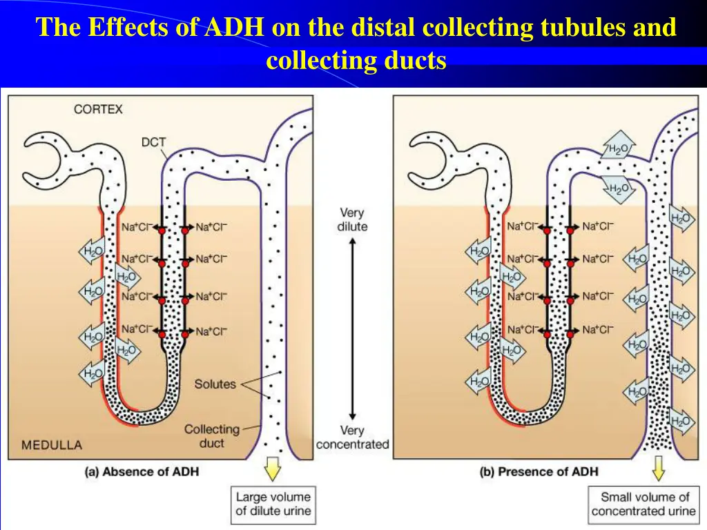 the effects of adh on the distal collecting