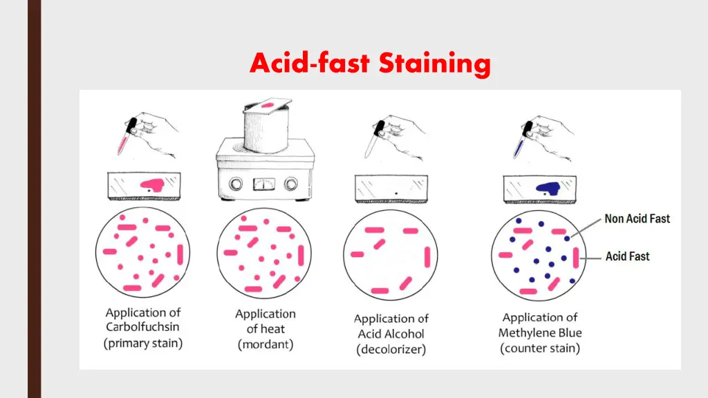 acid fast staining 3