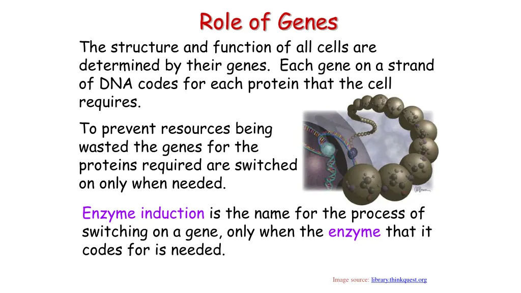 role of genes