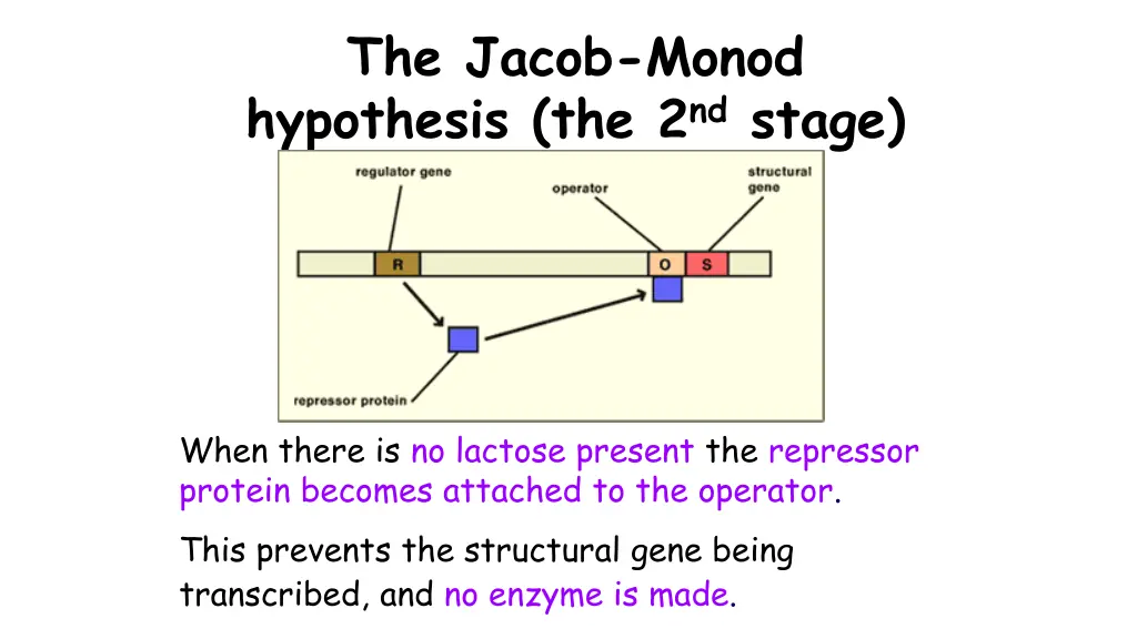 the jacob monod hypothesis the 2 nd stage