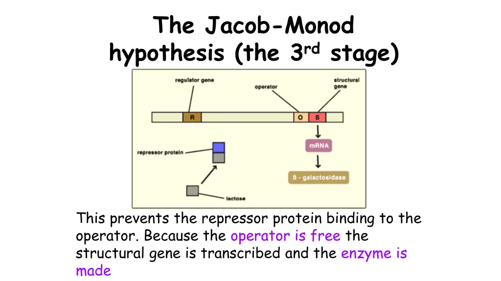 the jacob monod hypothesis the 3 rd stage 1