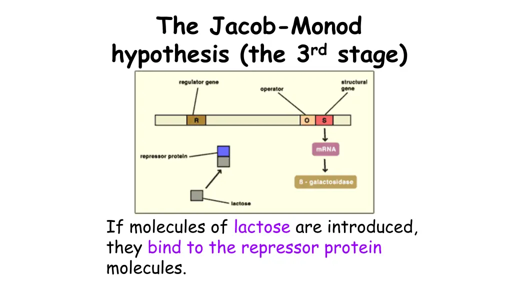 the jacob monod hypothesis the 3 rd stage