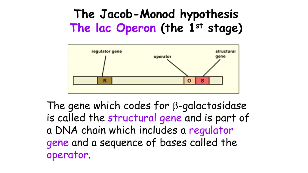 the jacob monod hypothesis the lac operon