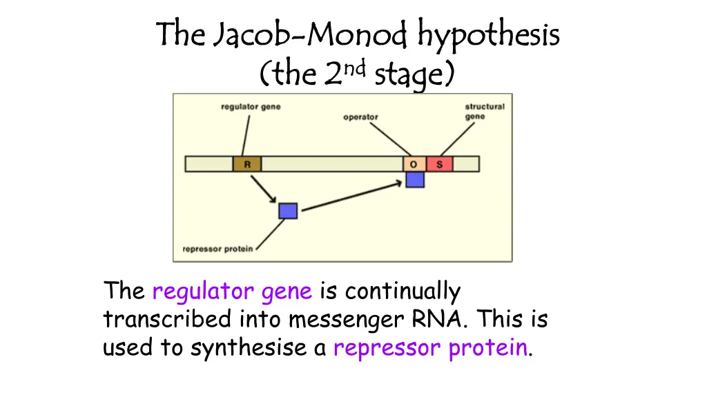 the jacob the jacob monod hypothesis monod