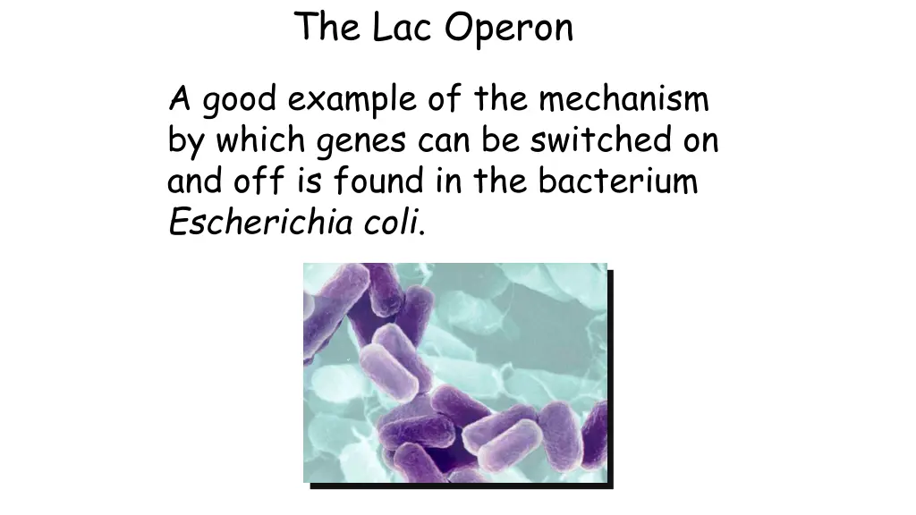 the lac operon