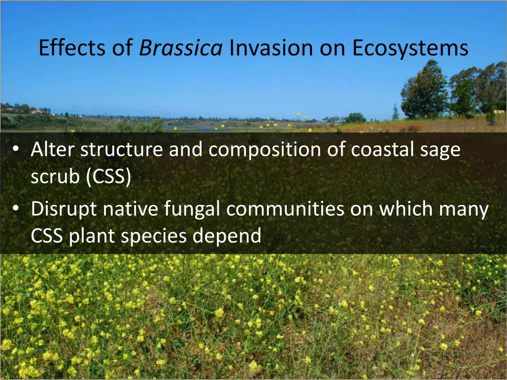 effects of brassica invasion on ecosystems