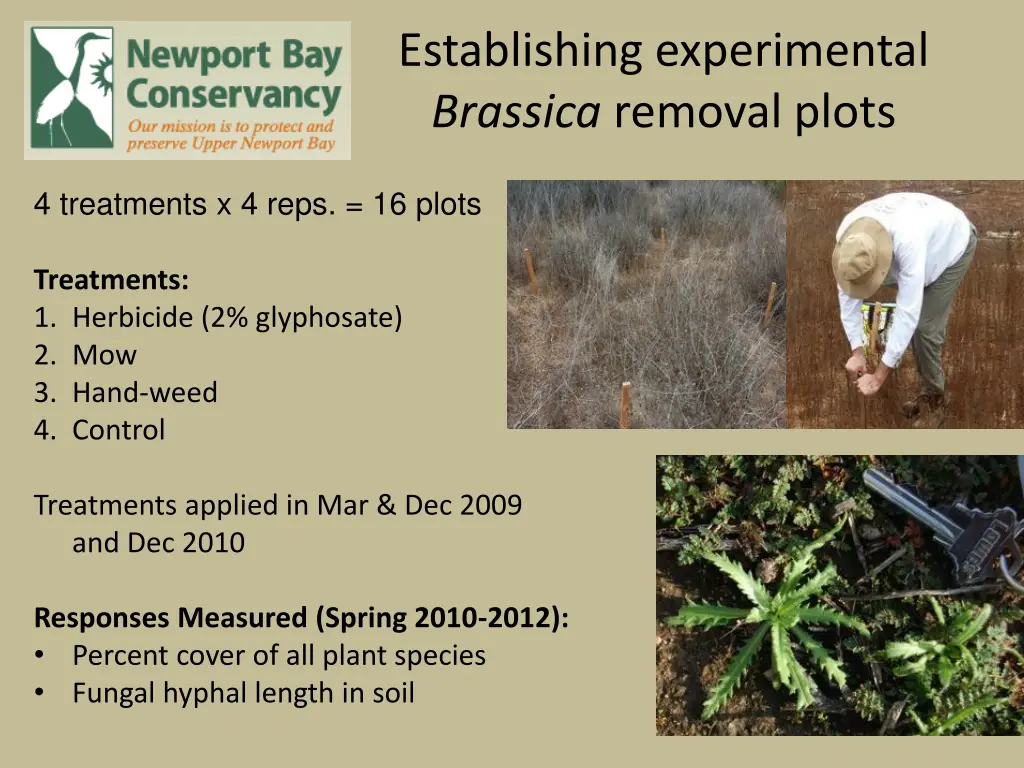 establishing experimental brassica removal plots