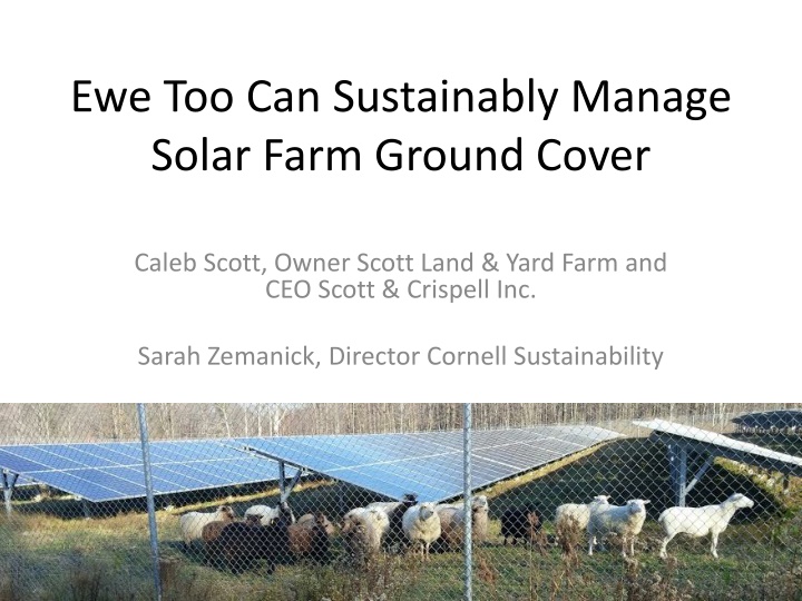 ewe too can sustainably manage solar farm ground