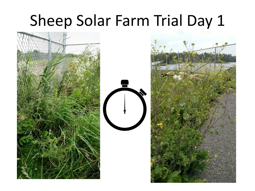 sheep solar farm trial day 1