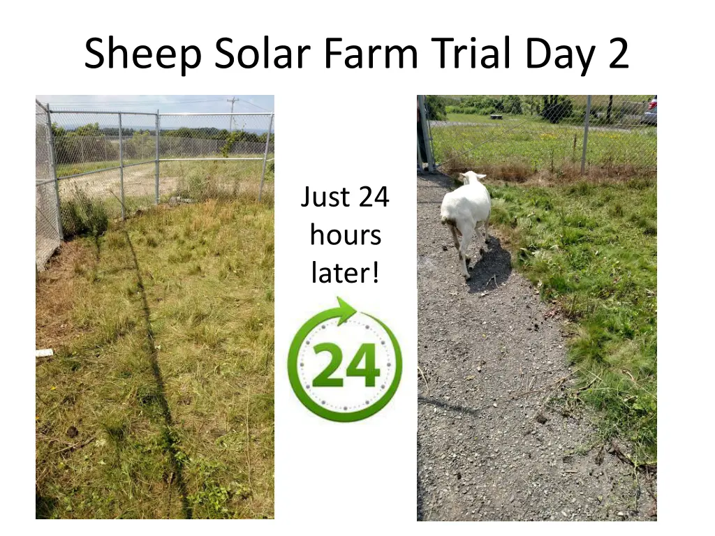 sheep solar farm trial day 2