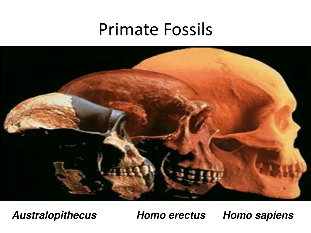 primate fossils