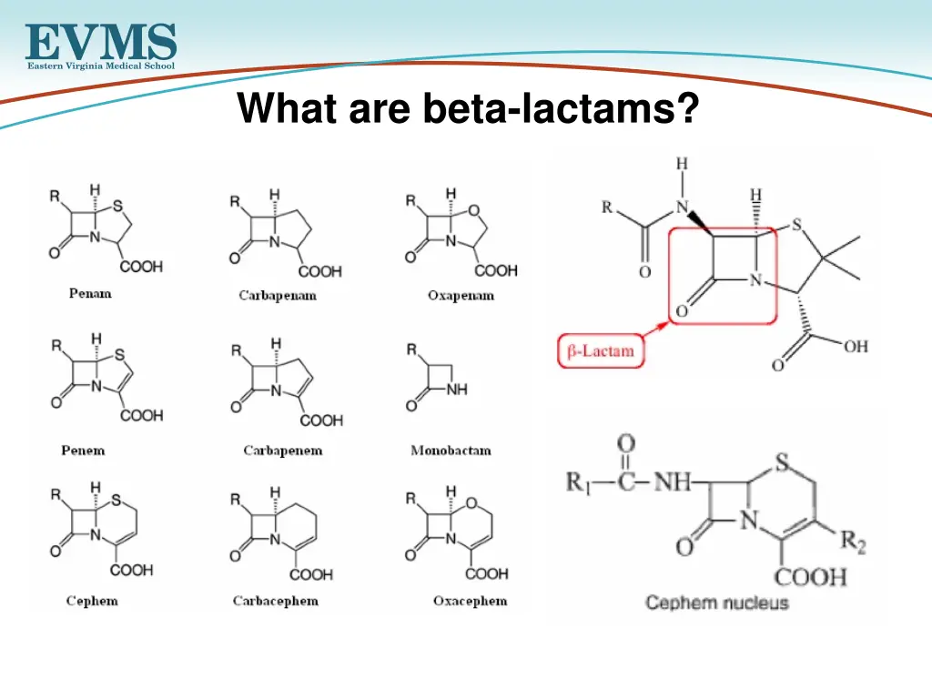 what are beta lactams