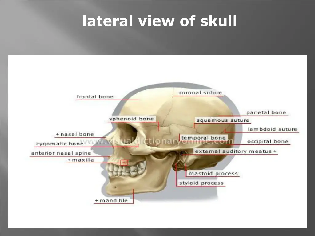 lateral view of skull