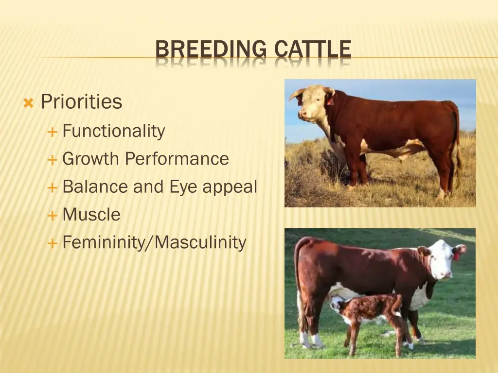 breeding cattle