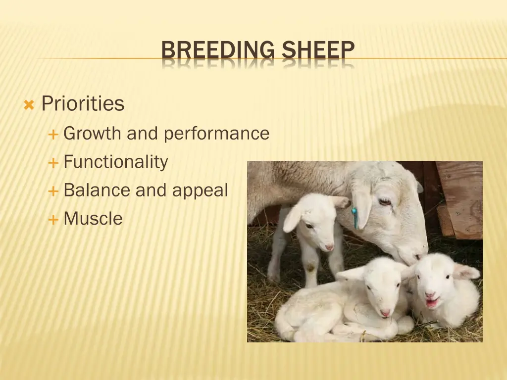 breeding sheep