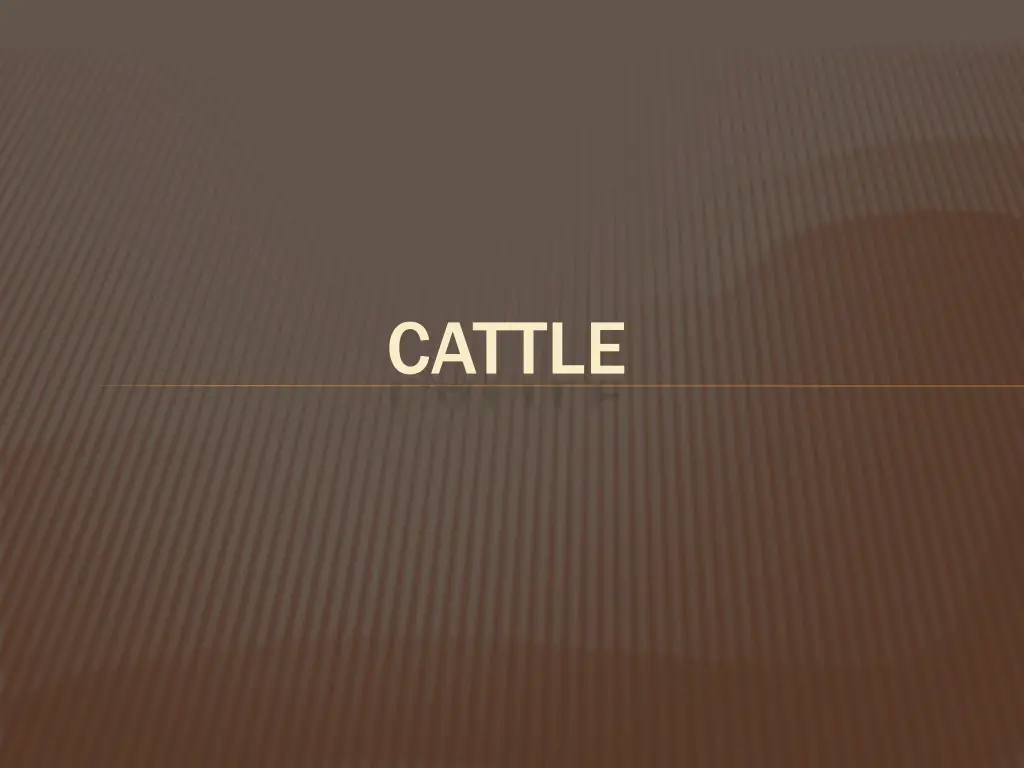 cattle