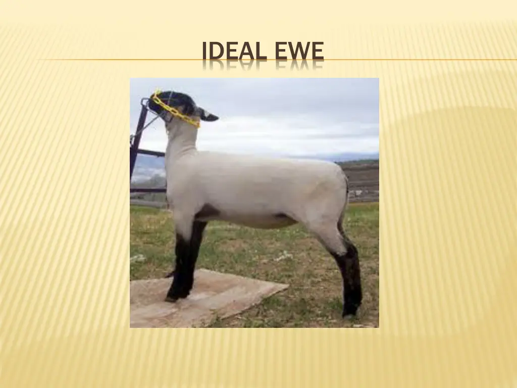 ideal ewe