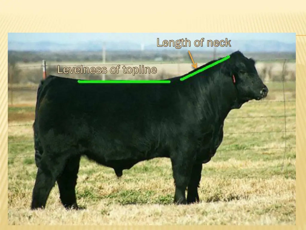 length of neck length of neck