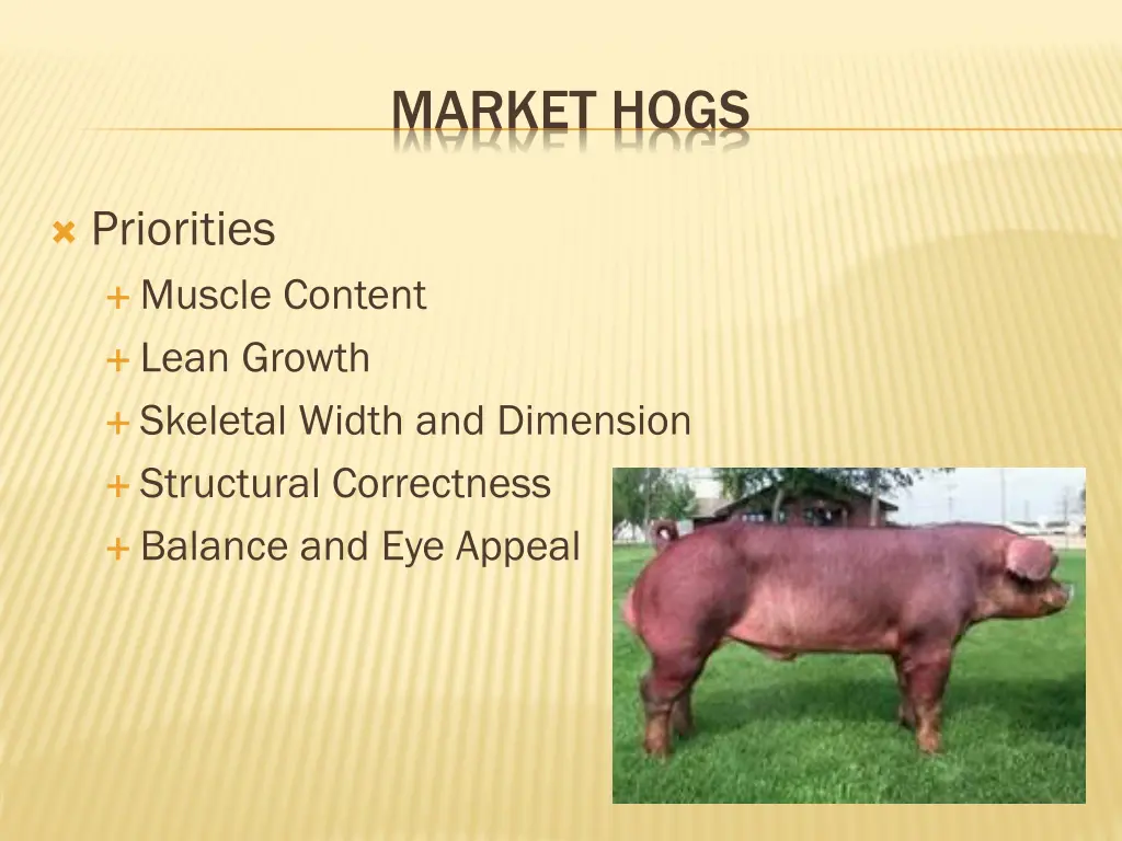 market hogs