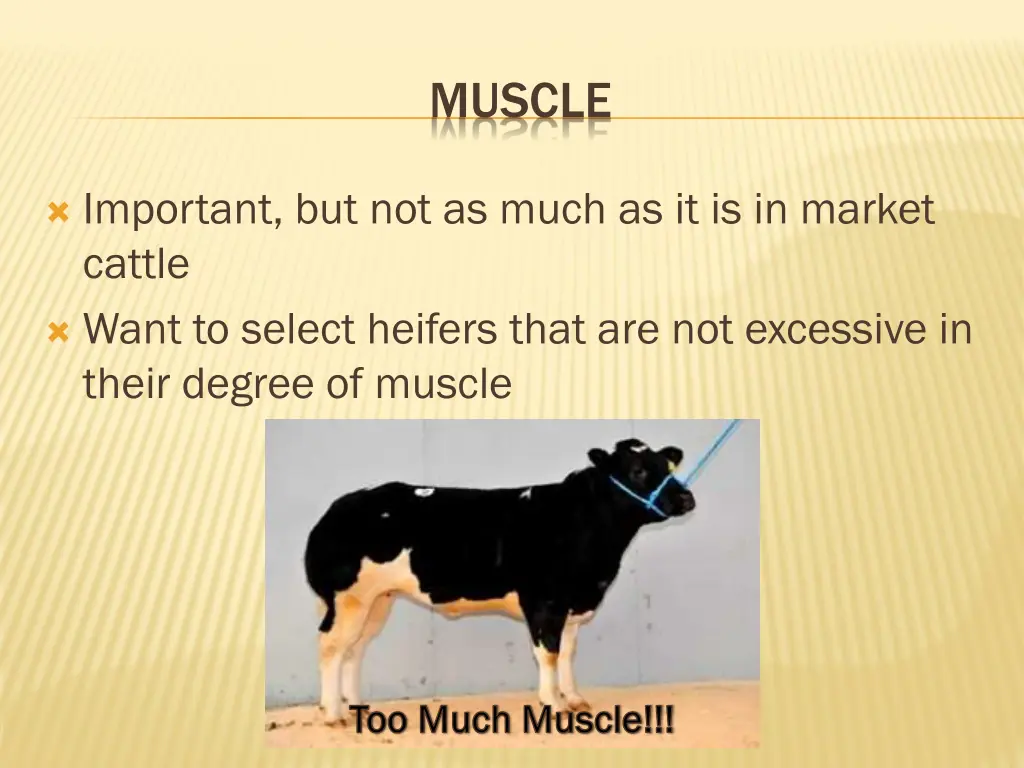 muscle