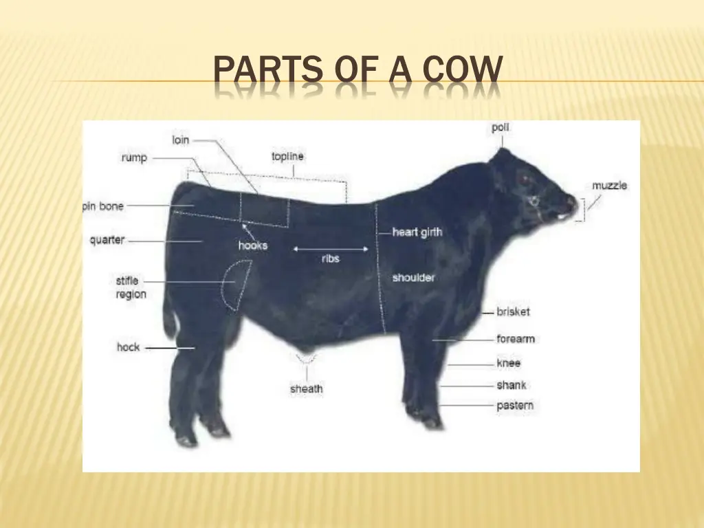 parts of a cow