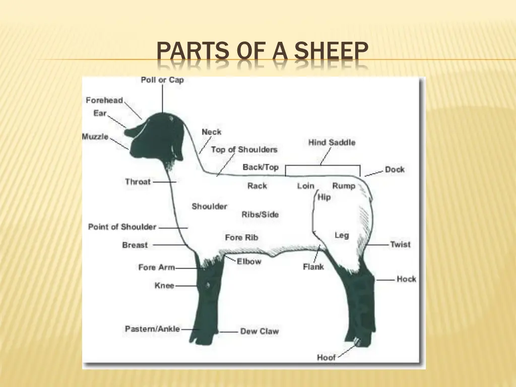 parts of a sheep