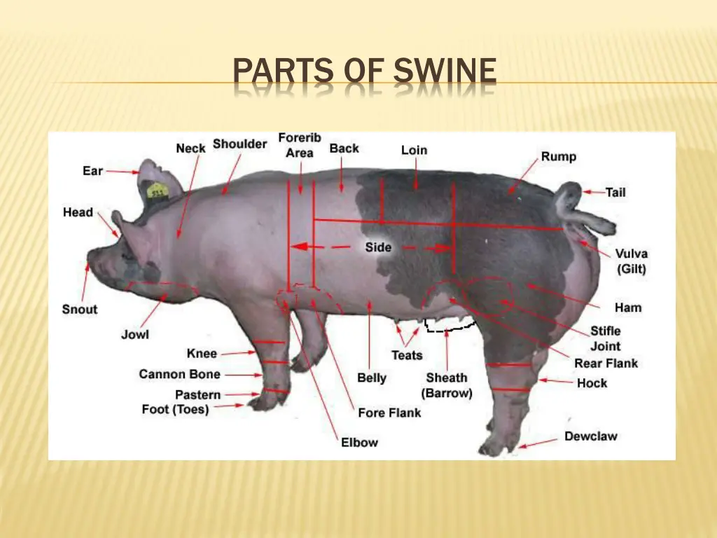 parts of swine