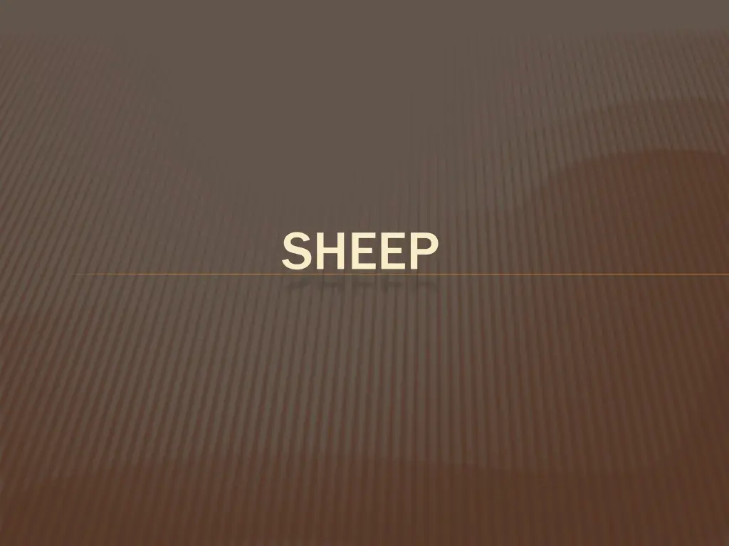 sheep