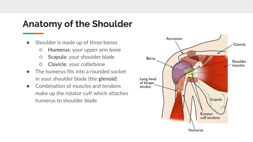 anatomy of the shoulder