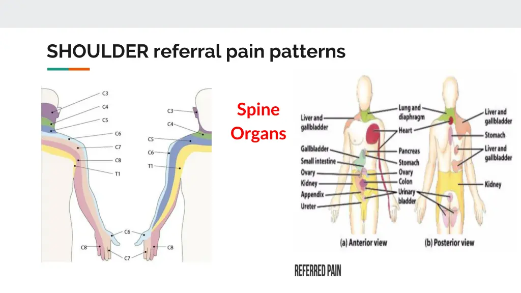 shoulder referral pain patterns