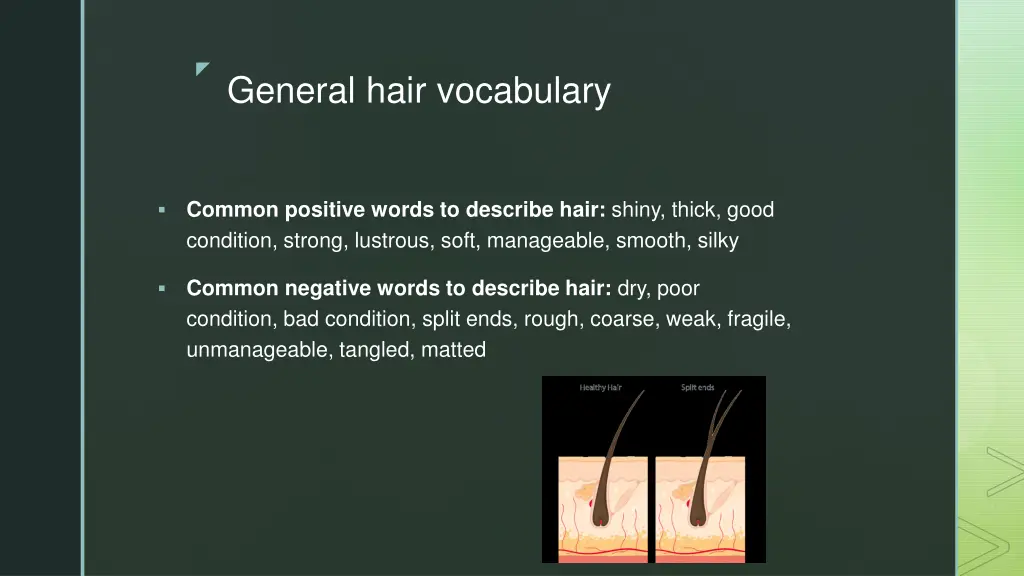 general hair vocabulary