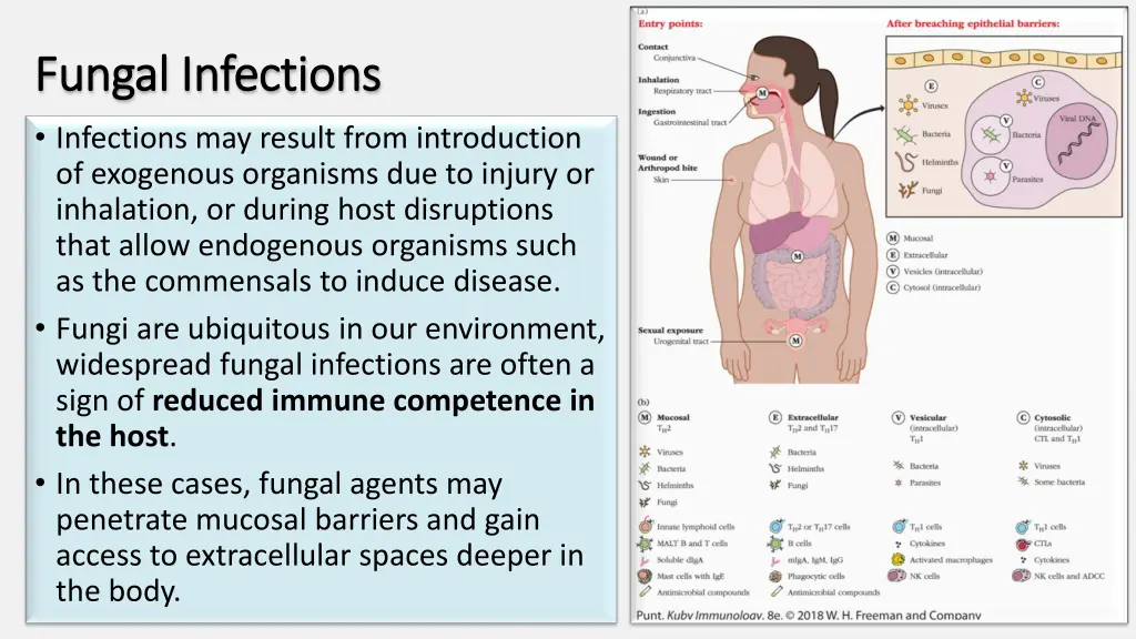 fungal infections fungal infections infections