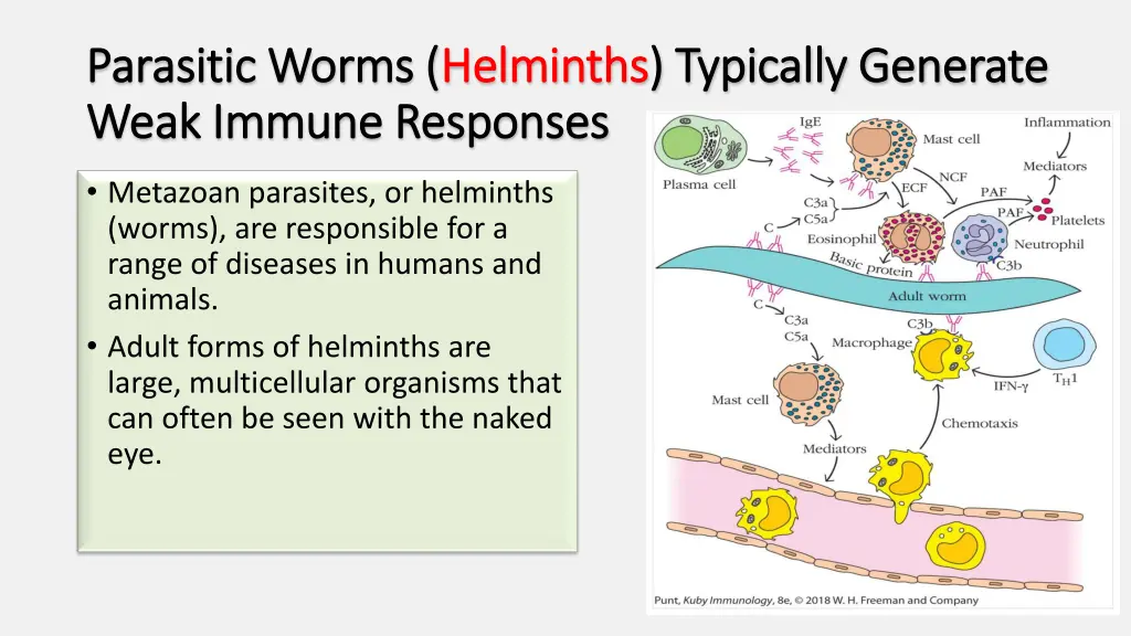 parasitic worms parasitic worms helminths weak