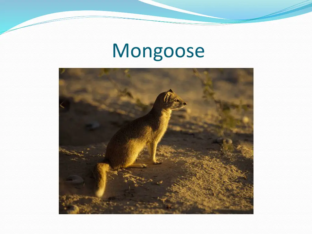 mongoose 2