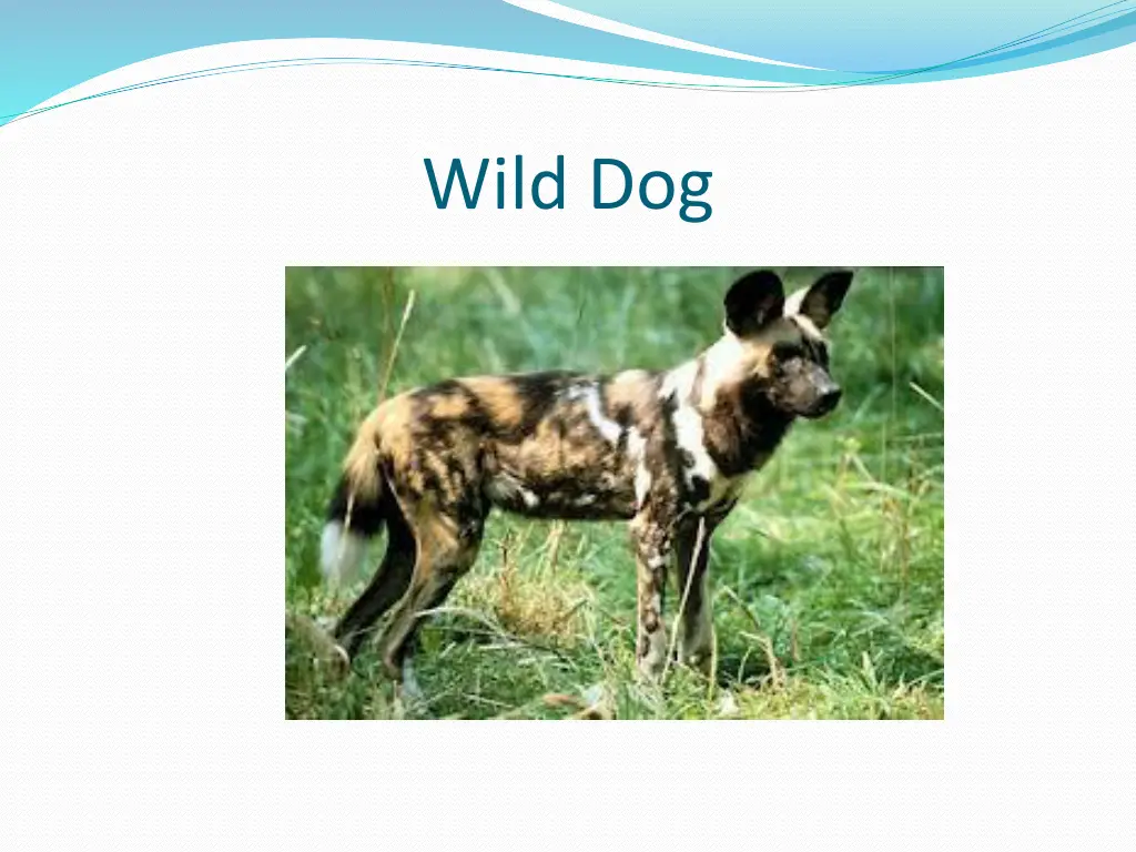 wild dog 2